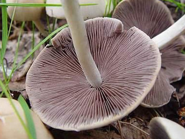 Coprinus disseminatus